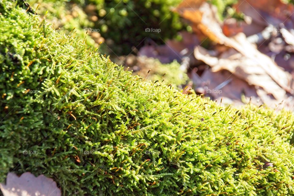 green moss on tree trunk