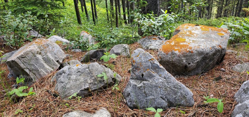 large rocks in a group found in the forest, trees, grass, leaves