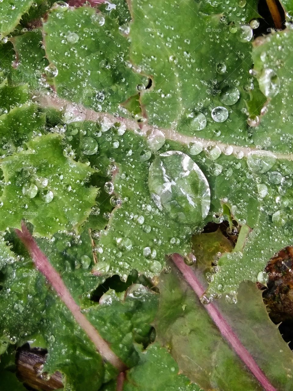 raindrops covering a leaf