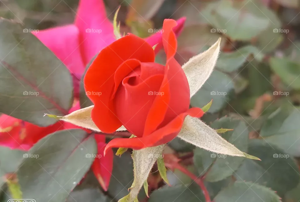 Red 🌹 Rosette