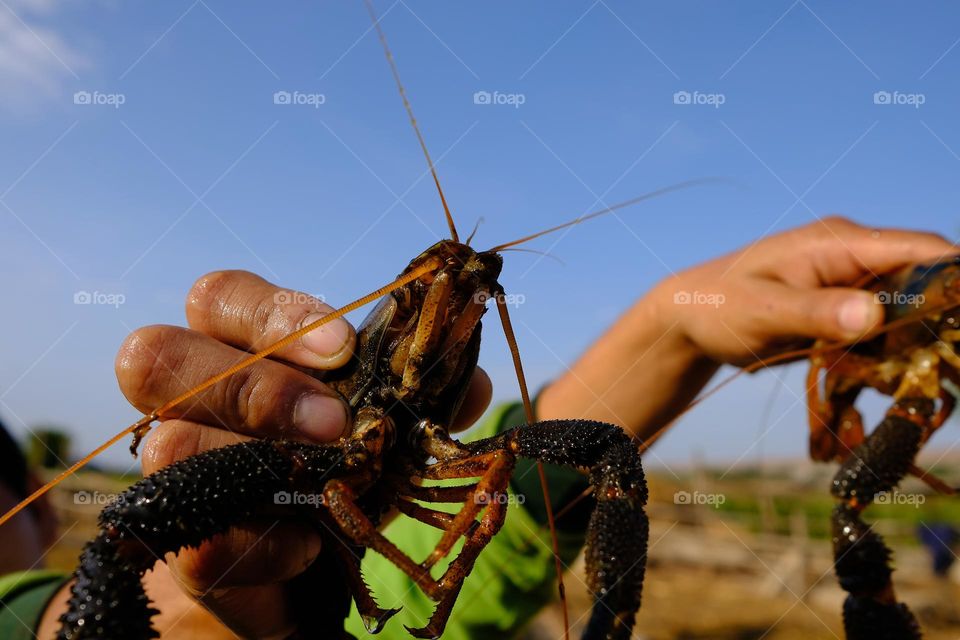 Freshwater river prawns