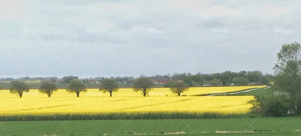 Mission yellow. Yellow, tree, rapeseed 