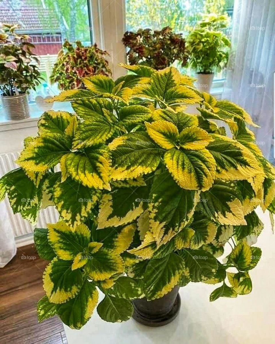 Indoor ornamental plants, carpet plant