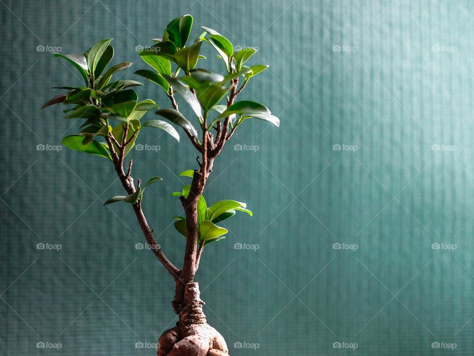 Side view of bonsai plant at home