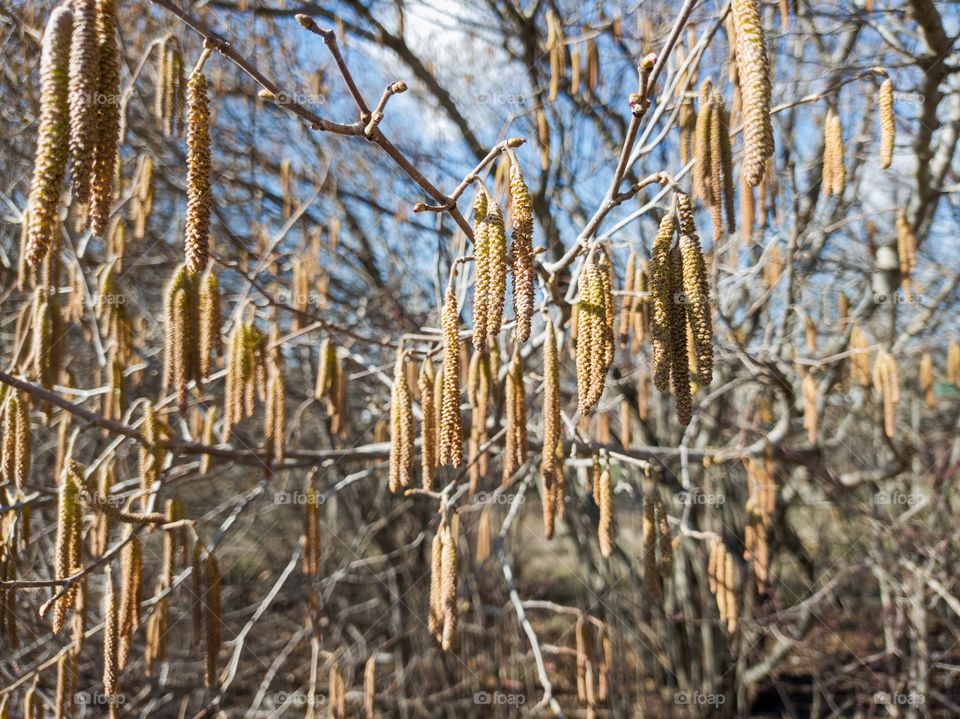 The hazel bloom. Spring, the month of March. Nature.
