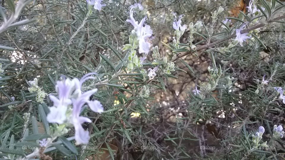 Rosemary in Bloom