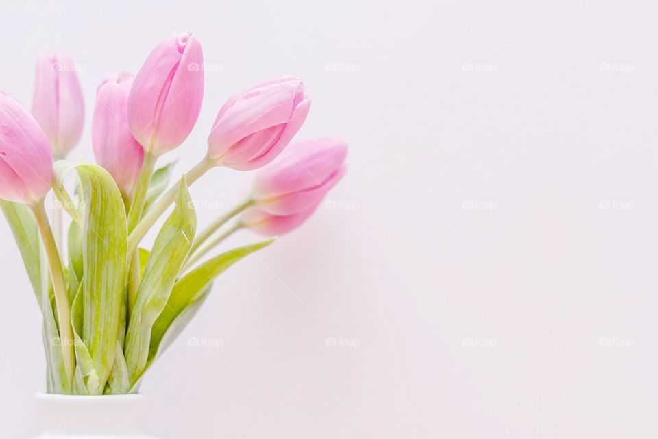 Pink Tulips