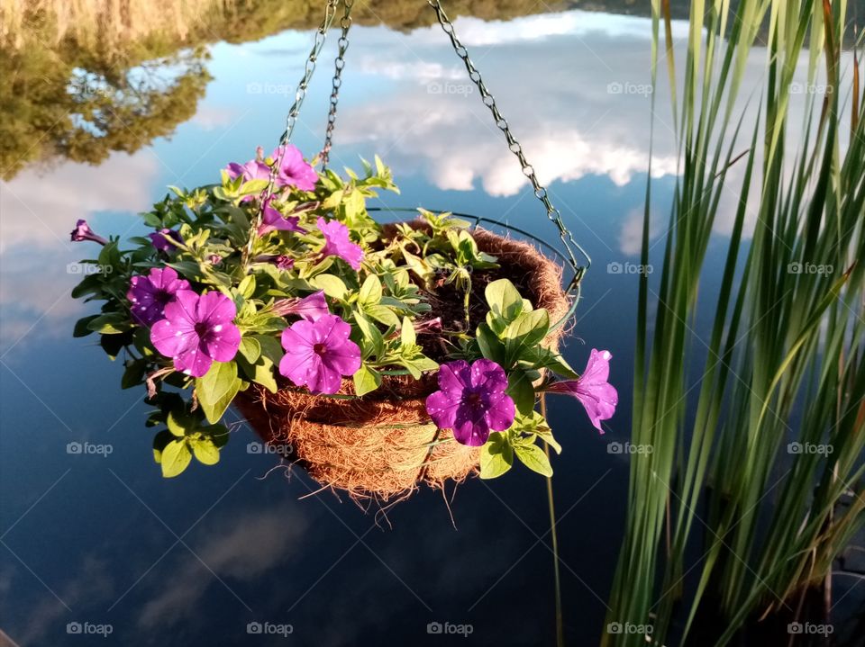 Flowers in pots