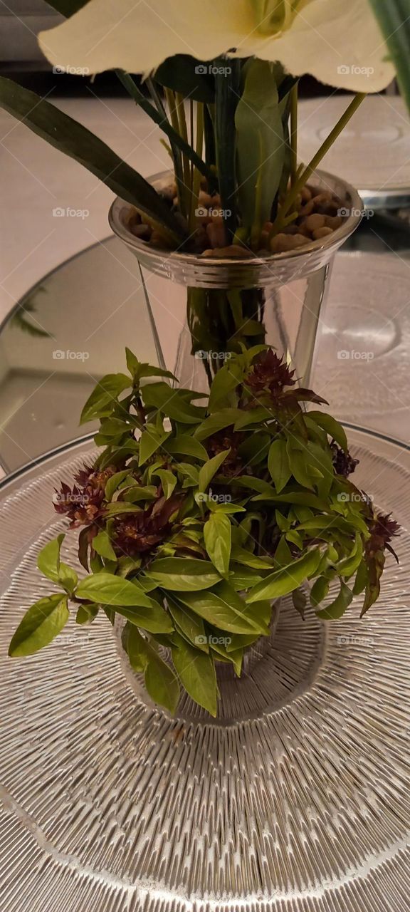 Basil is a health treasure