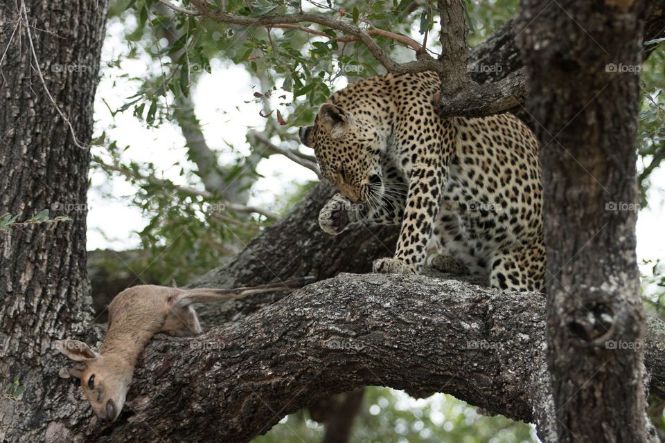 Leopard in tree with prey