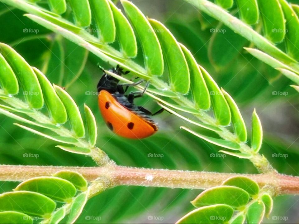 The seven-point ladybird is the most numerous, trans-Palearctic species of ladybirds.