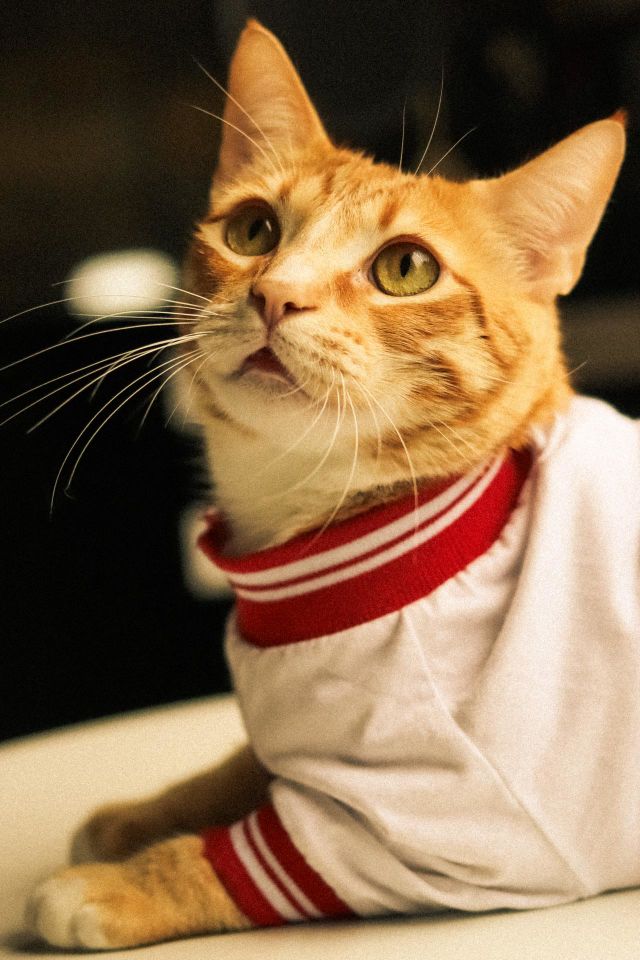 Peruvian cat