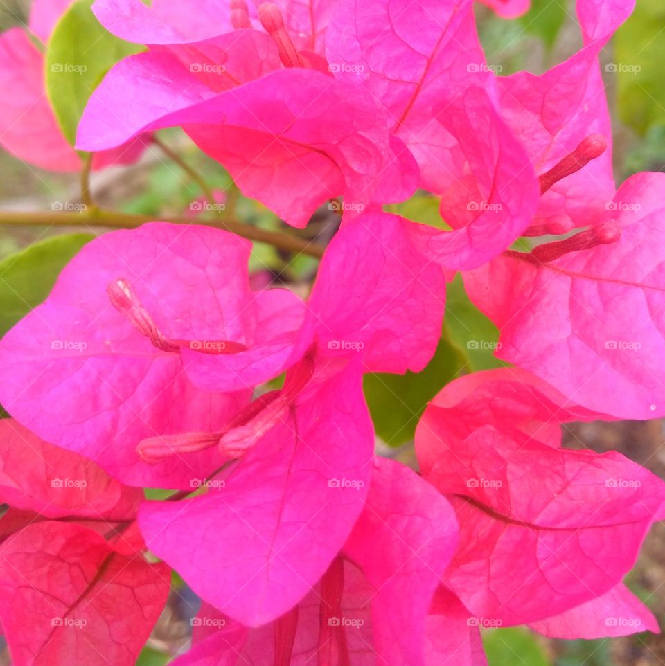 Purple flowers on the garden