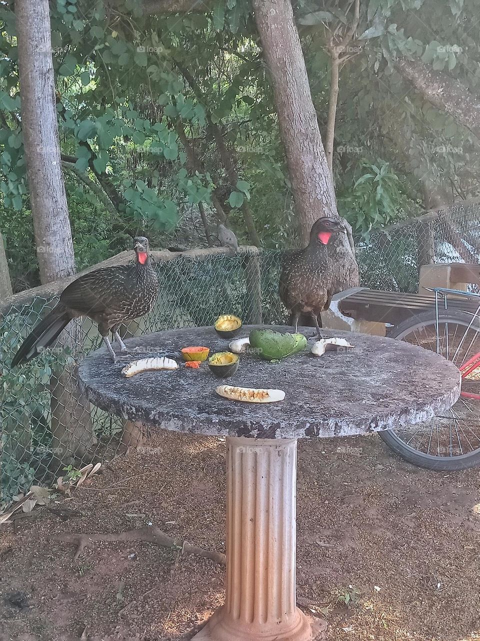 Two Dusky legged guan feeding on a round table on a path by the river in a city