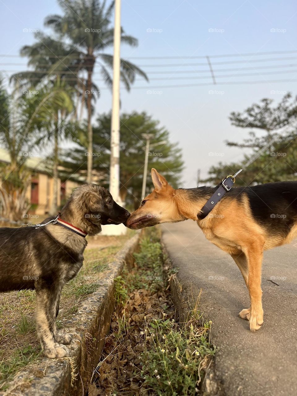 Two dogs showing feelings.. this is just lovely ❤️