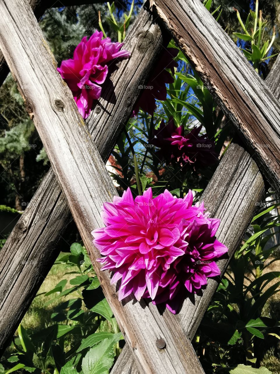 Dahlien hinter dem Gartenzaum