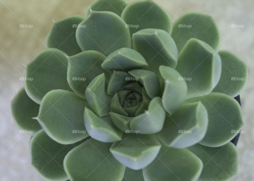 Succulent 