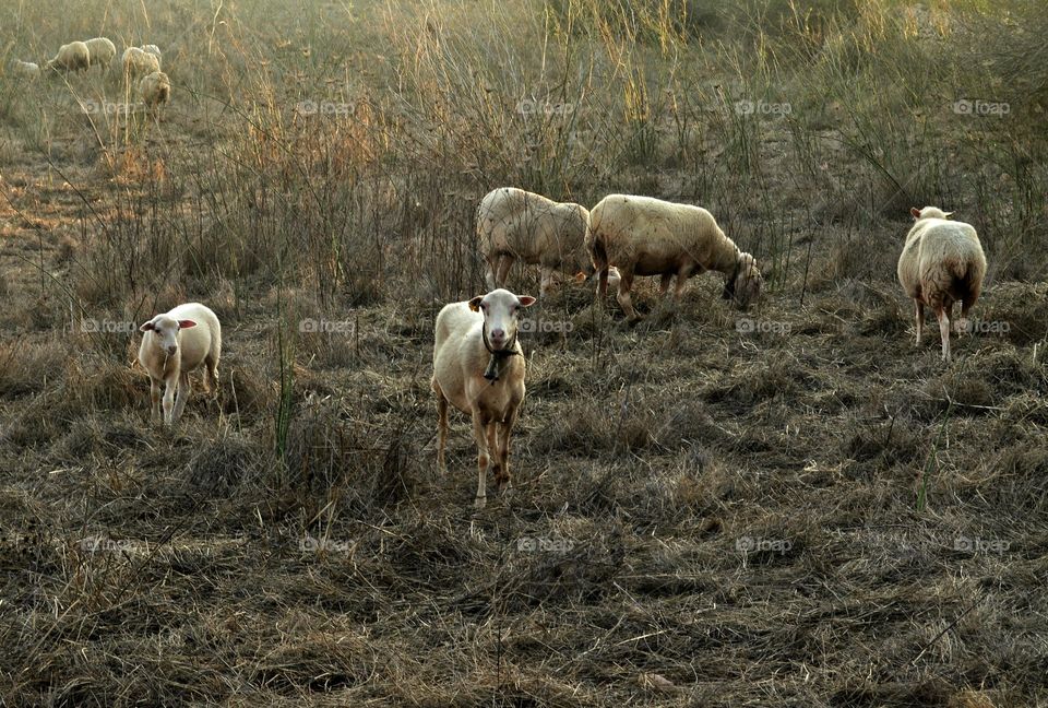 Mammal, Sheep, Farm, Agriculture, Grass