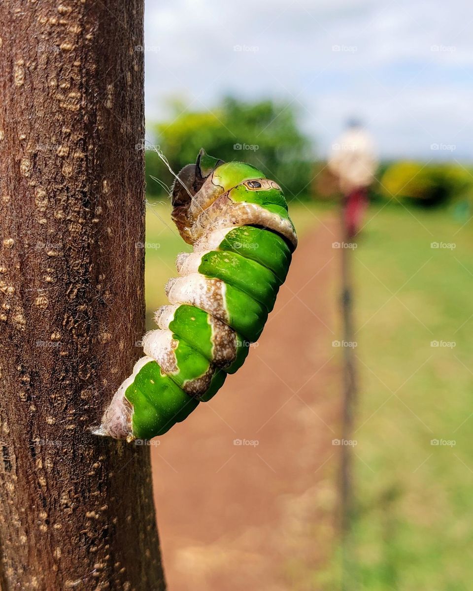 Papilio demoleus (lime butterfly)