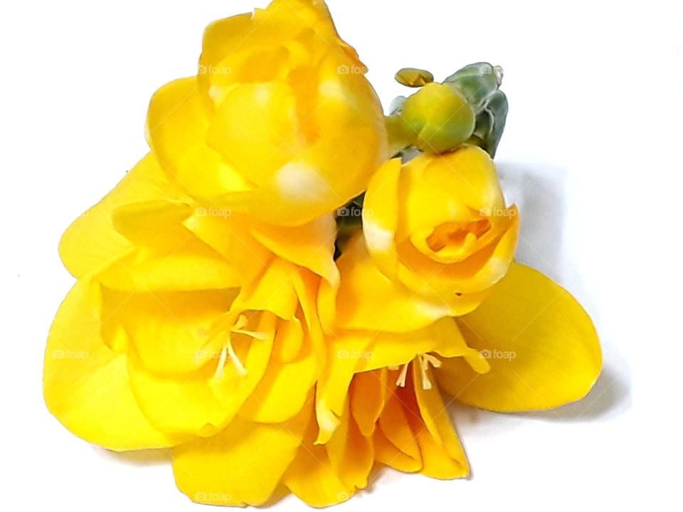Yellow Freesia isolated on white background with clipping path.
