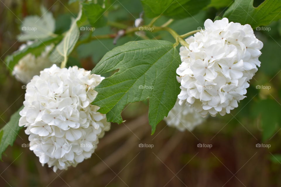 White flowers on a plant outdoors 