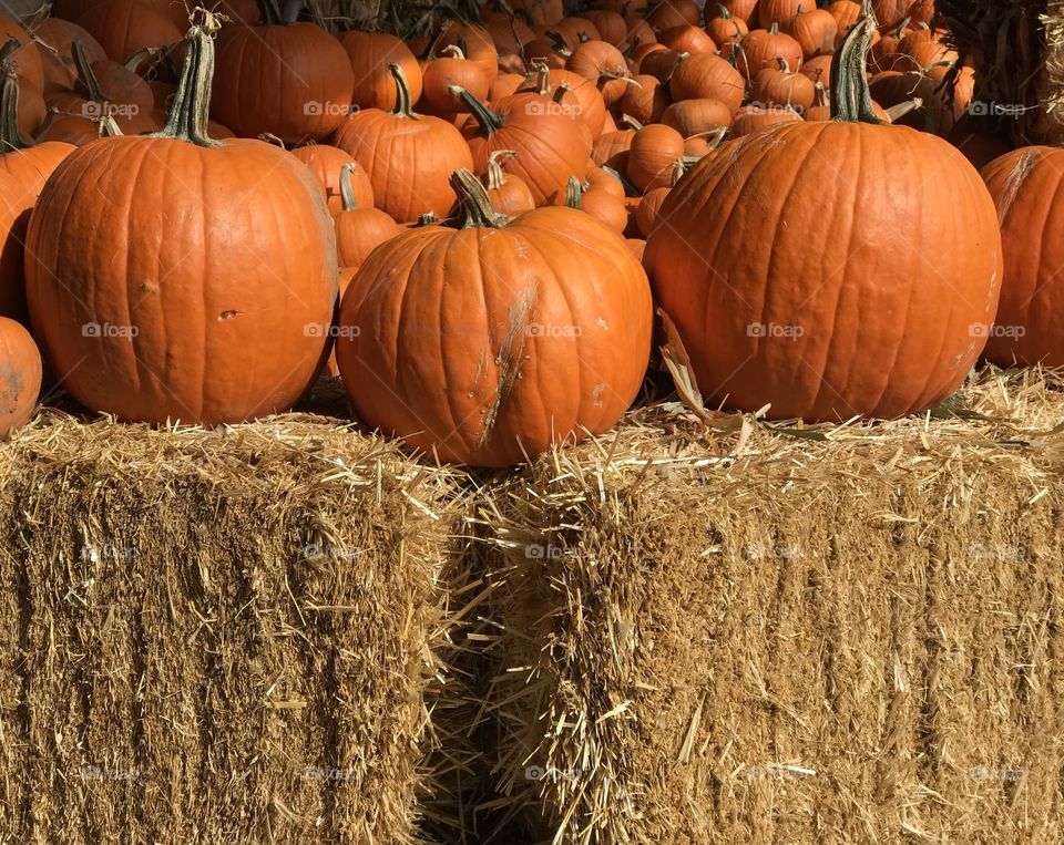 An outdoor display of a crop of large pumpkins on top of hay bales ready for the fall season and its holidays. 