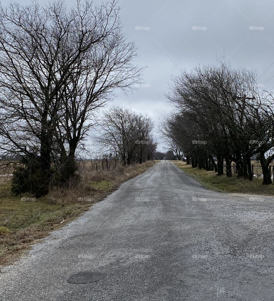 Trees growing on both sides of the road with clouds above.