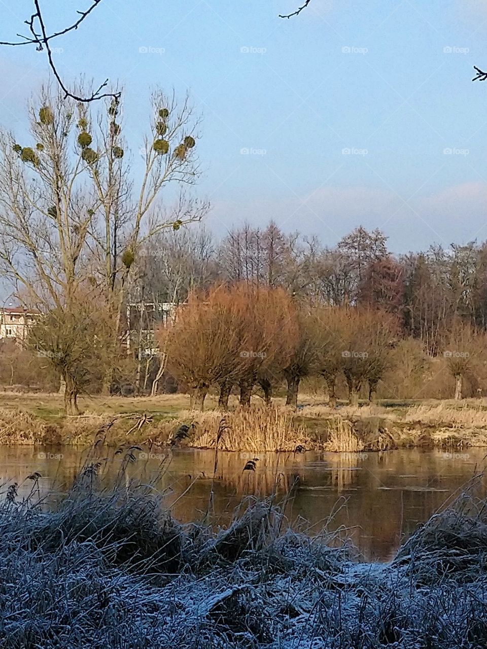 Polish nature, winter at the river
