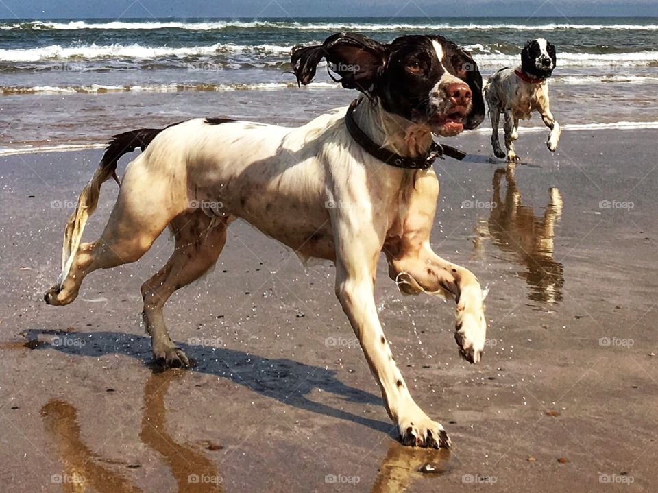 Two dogs exercising at the beach 