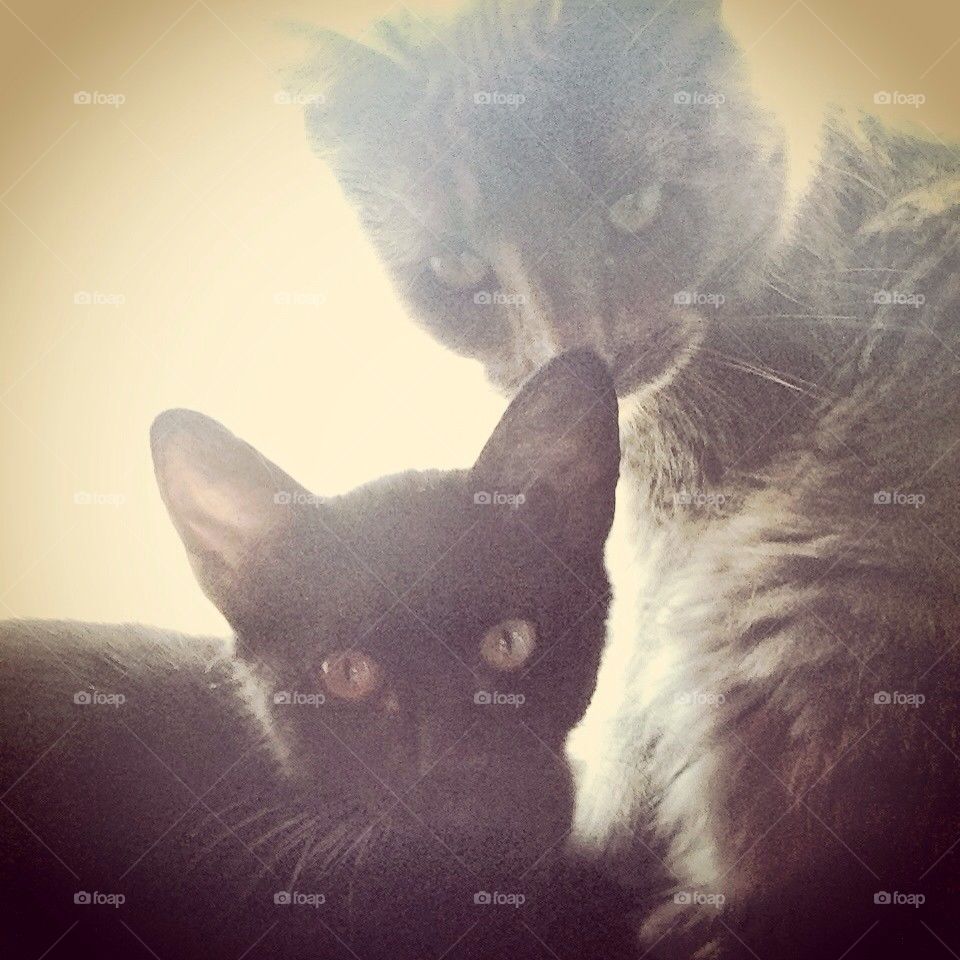My Kittys Smokie And Panther.