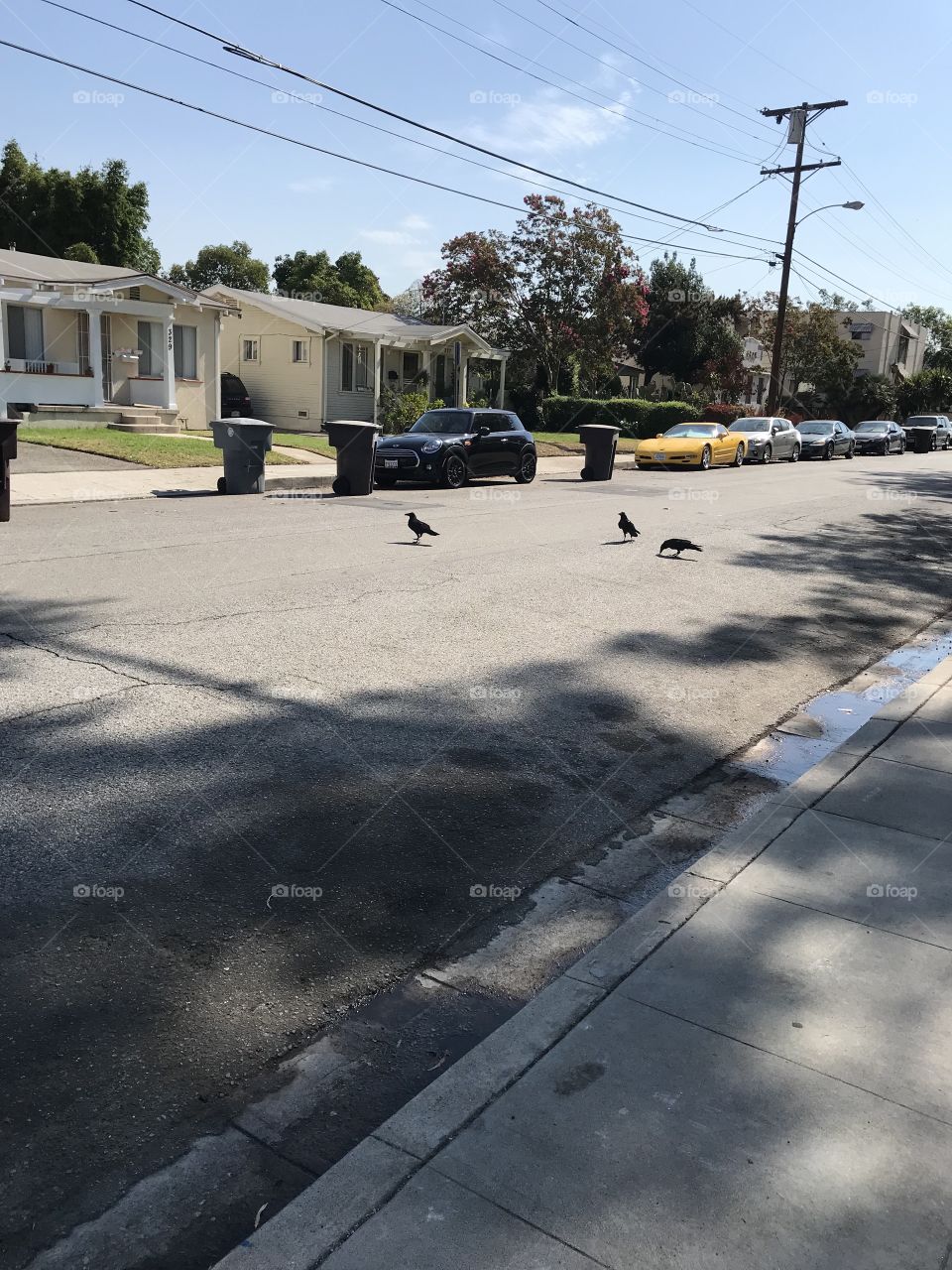 Crows on a suburban street. 
