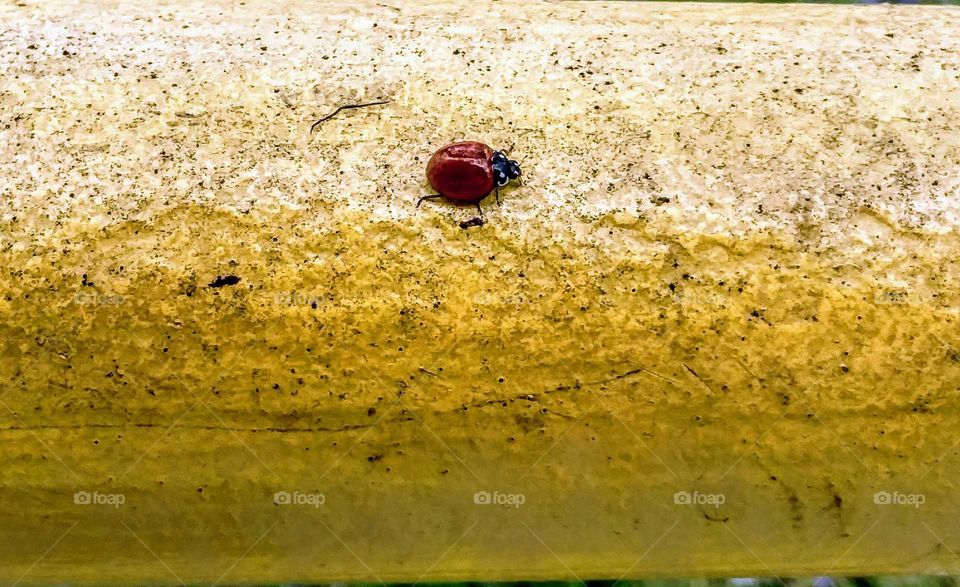 Ladybug on a Hand Railing