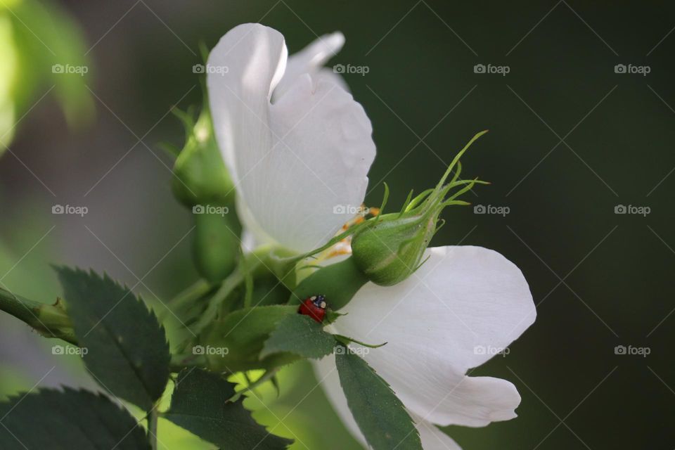 Dog - rose flower