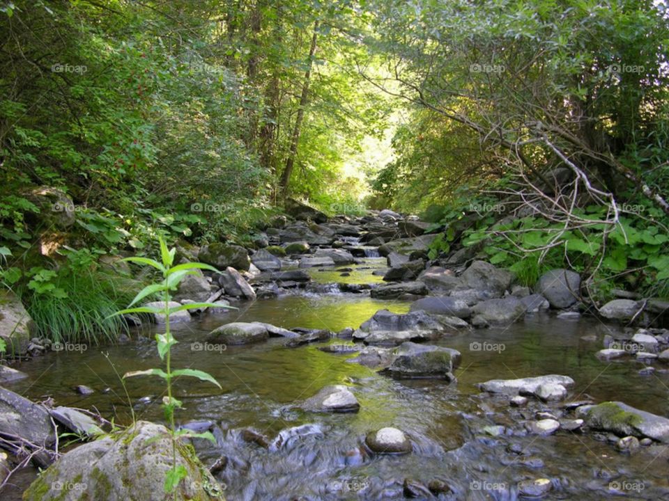 Ithaca Stream