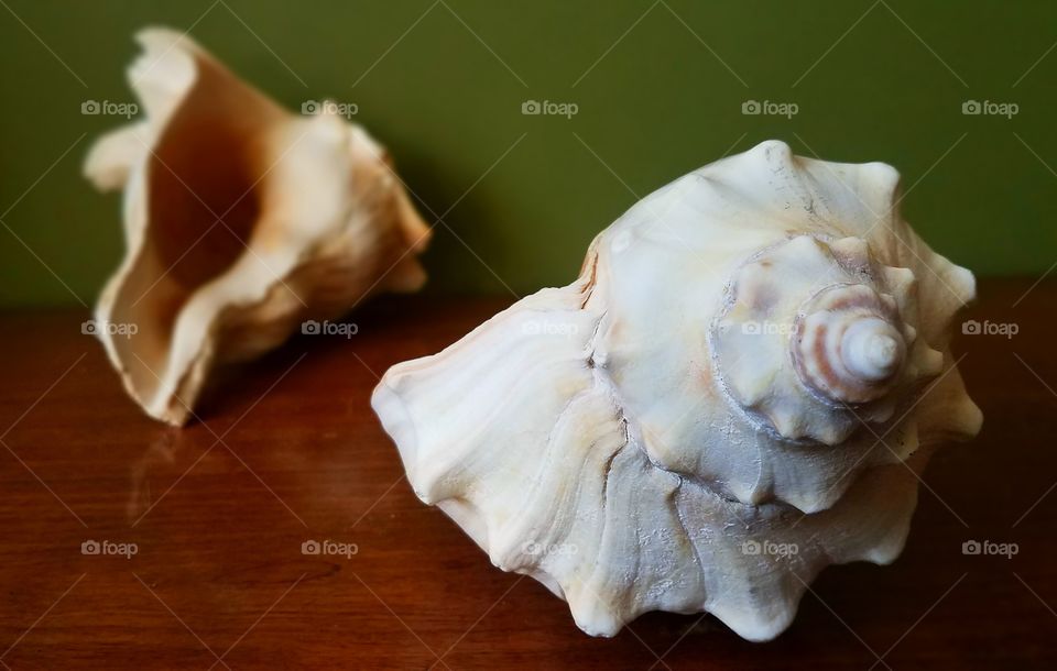 A close-up of my conch seashells