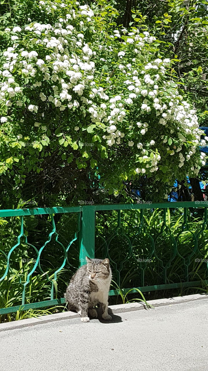 cat in front of fense and flower tree