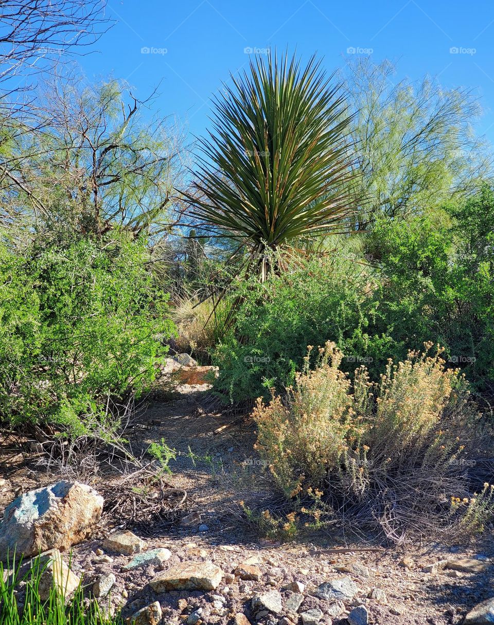 Trail in Sonoran Desert Arizona