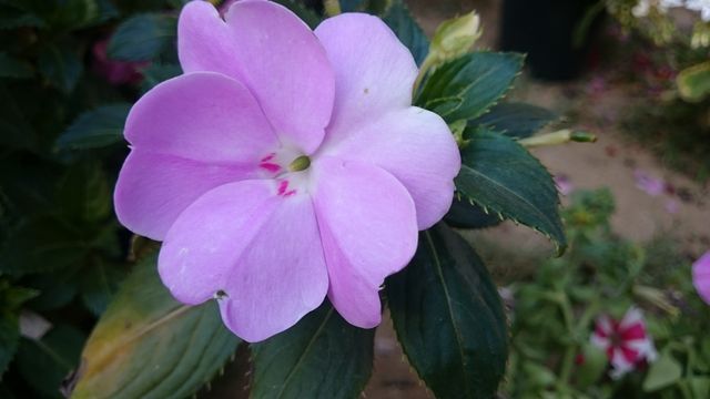 Flower