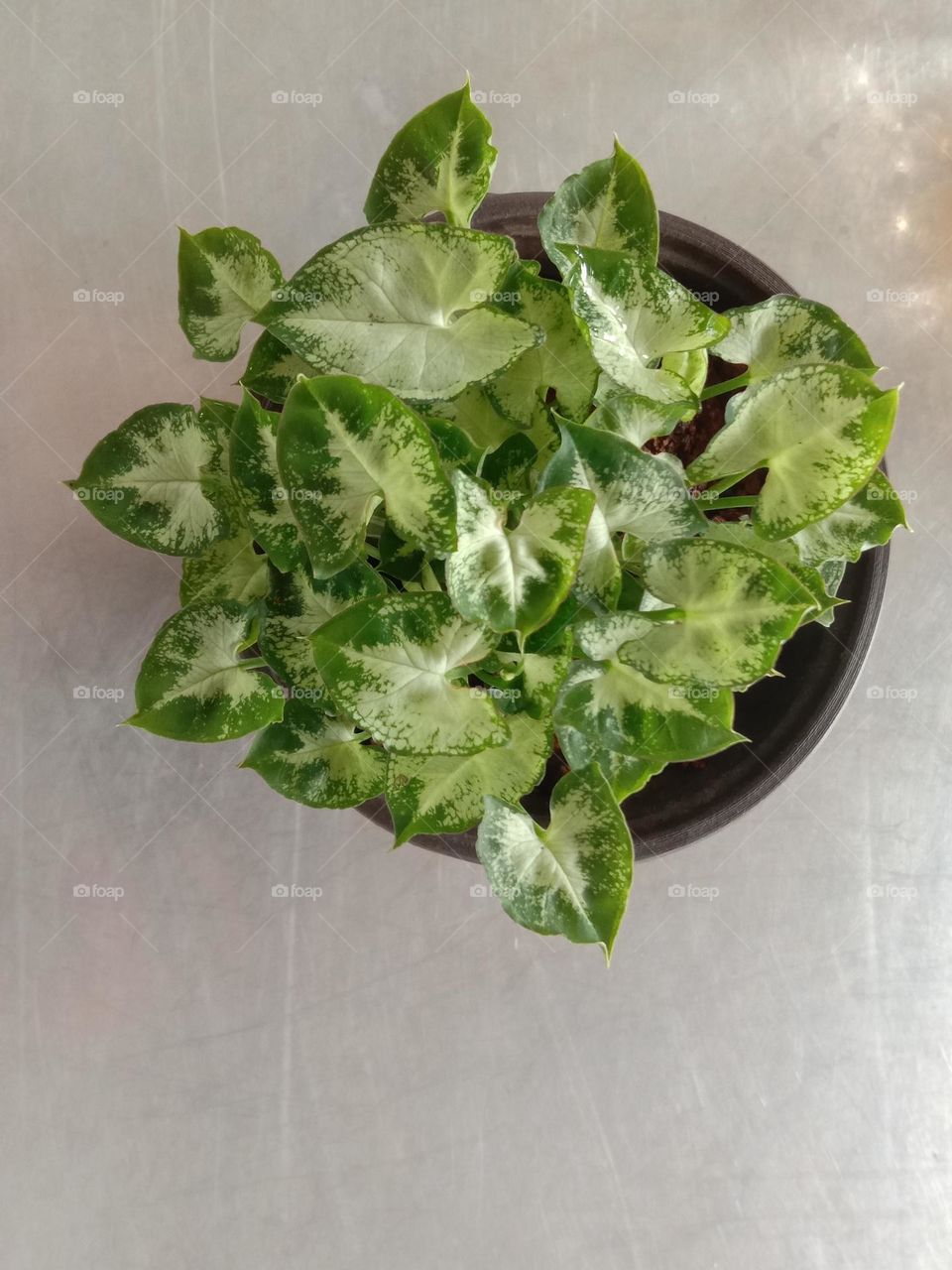 Plants do not speak, but their silence is alive with change.