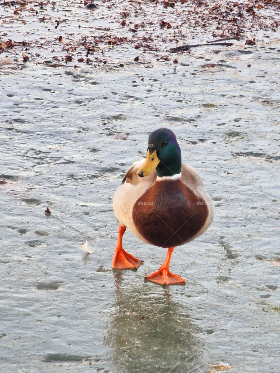 wild duck on frozen lake