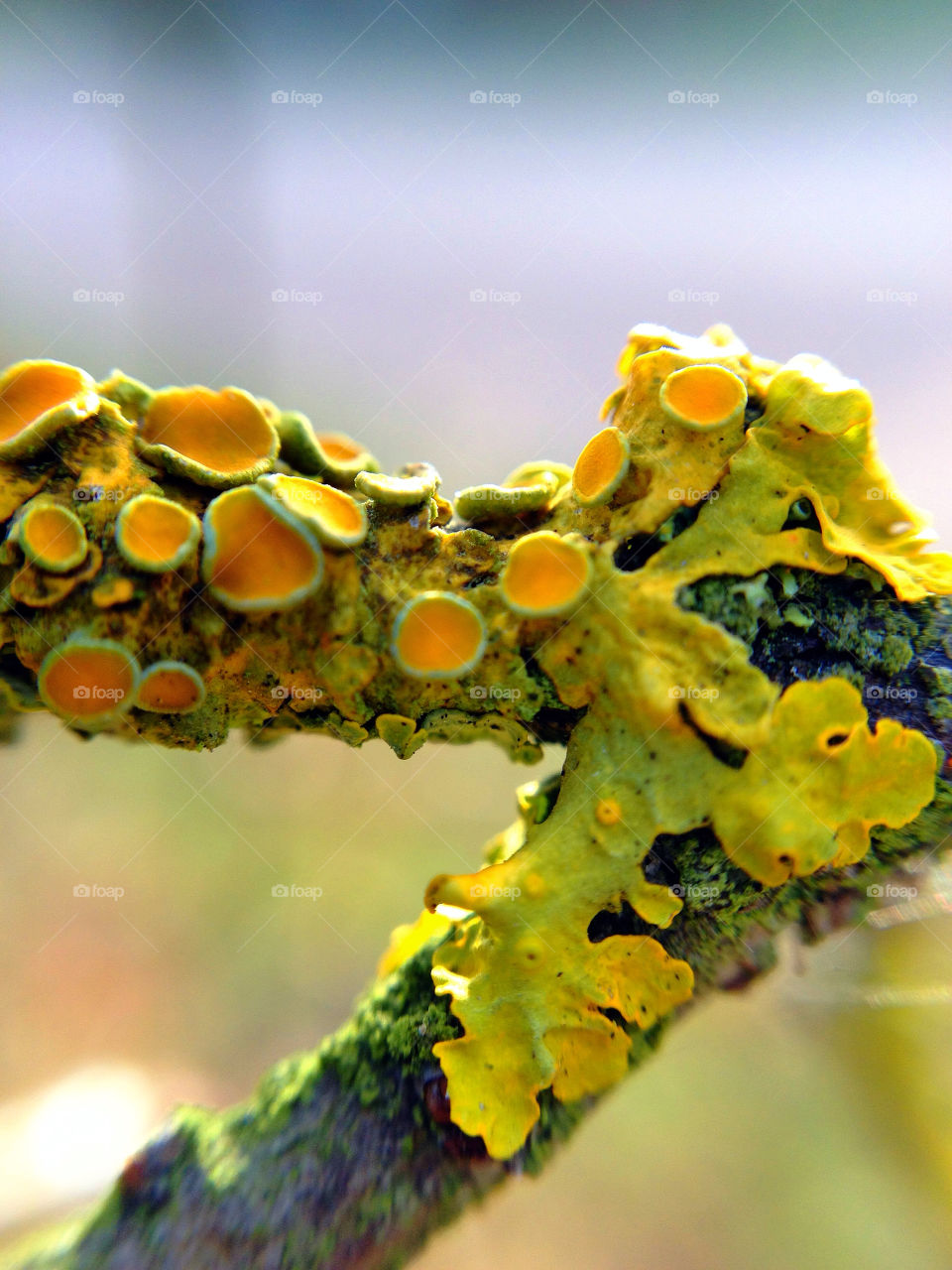 sweden autumn branch höst by elluca