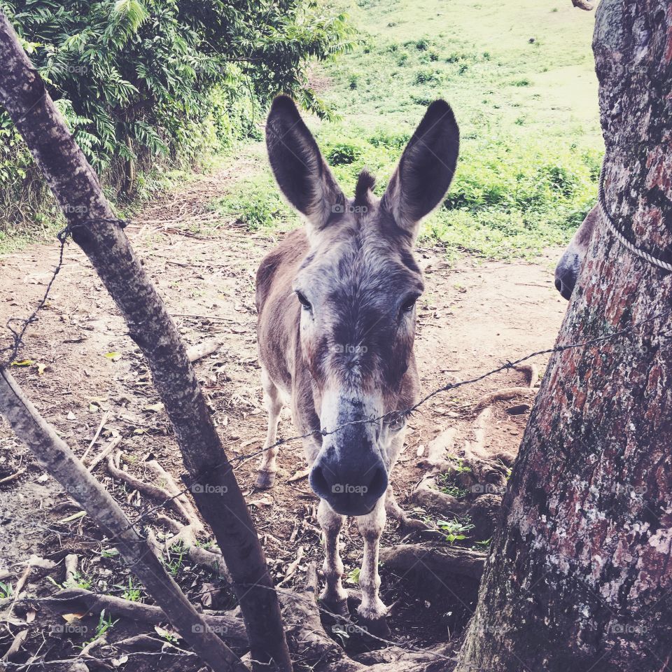 Wildlife, Nature, Mammal, Wild, Animal