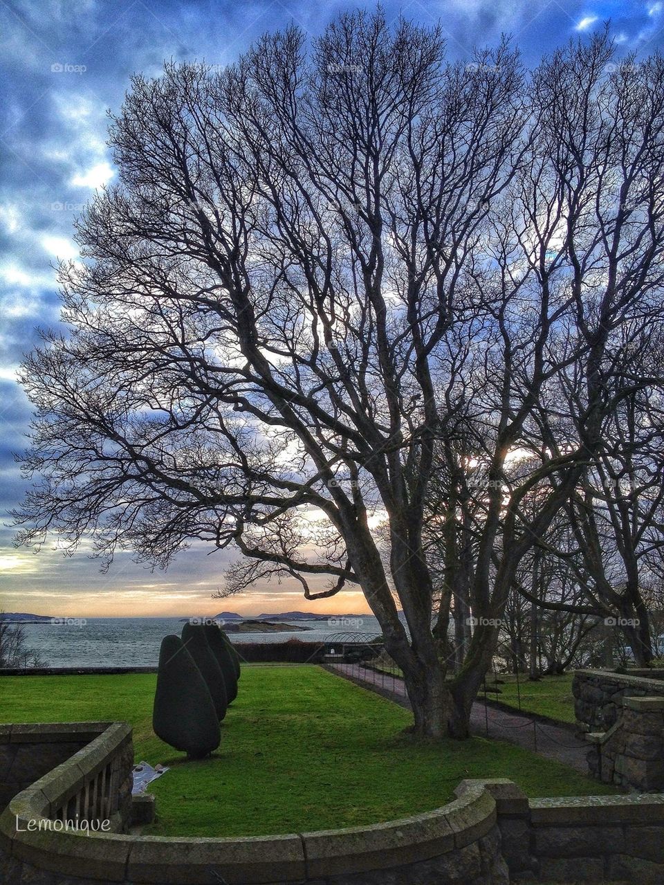 Tree in castle garden