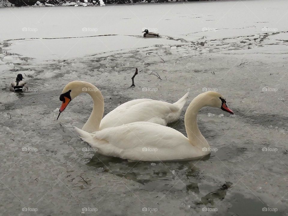 Swans LOVE