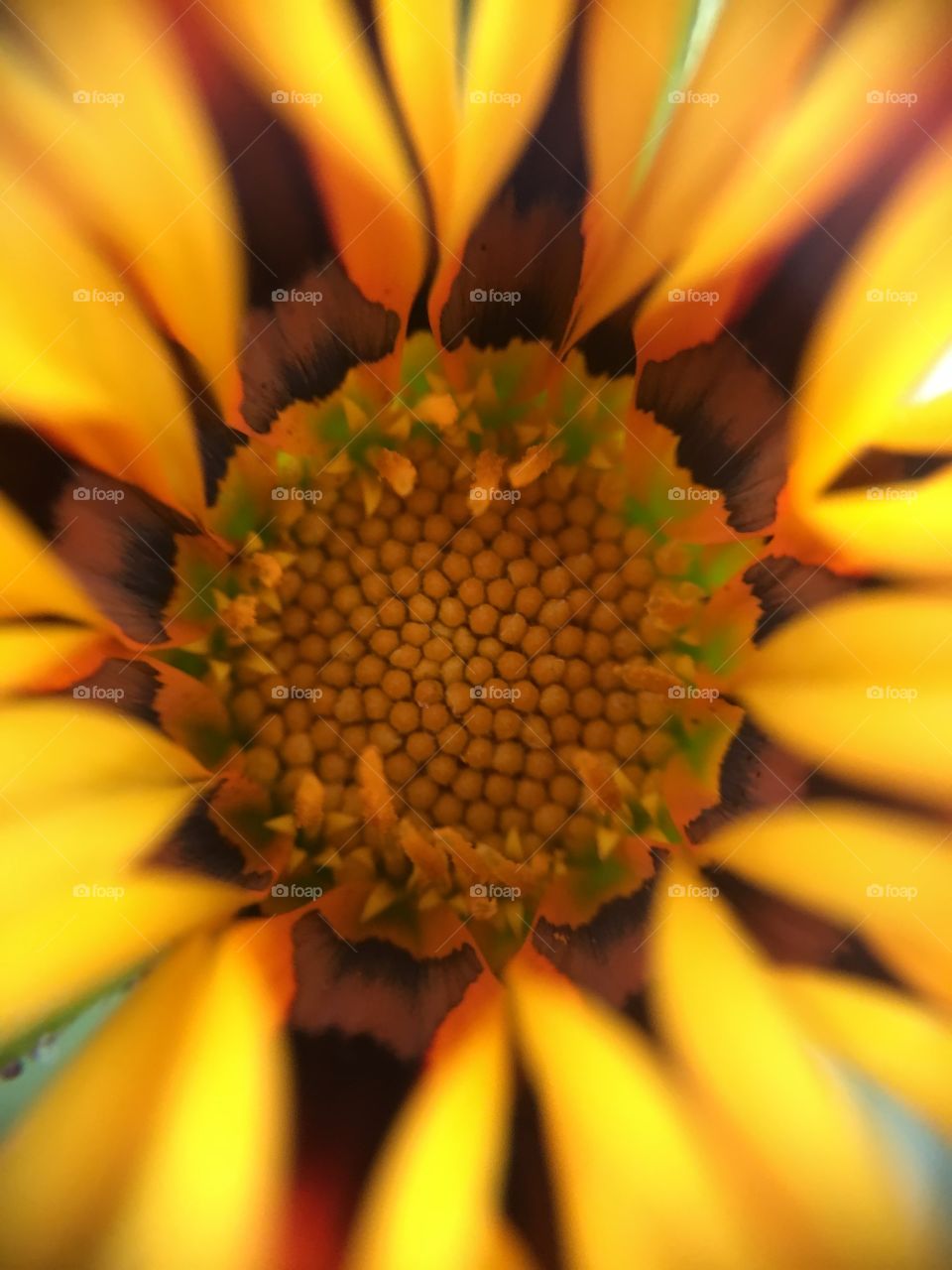 Center of flower closeup