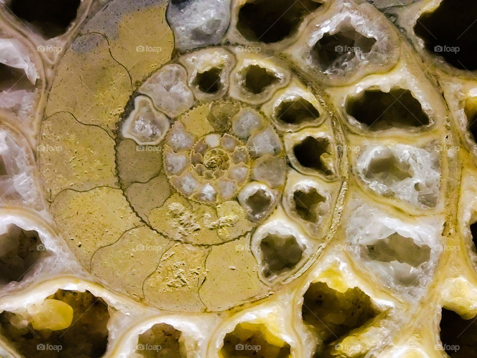 yellow ammonite