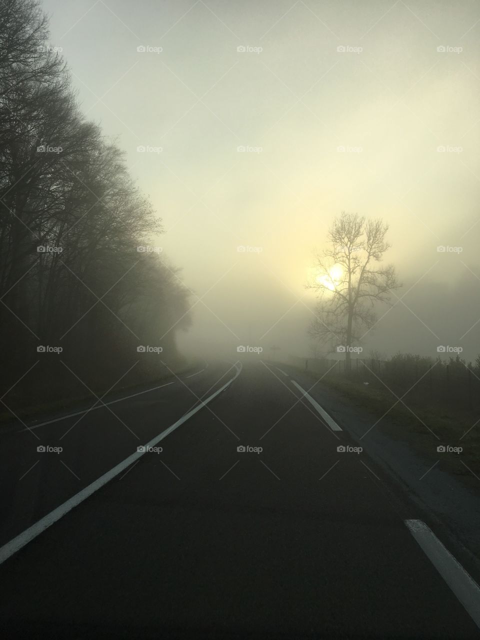 On the road in Fog and winter sun  