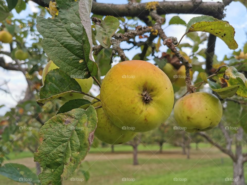 Die ersten Äpfel am Ende des Sommers
