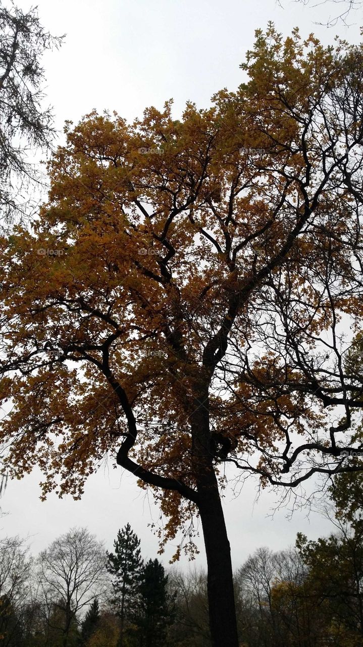 Natur für alle , Spaziergang im Herbst ,die Blätter fallen Zeit zum ruhen, und genießen