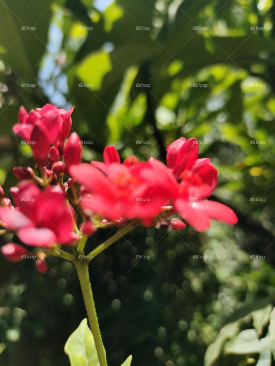 Red-spotted flowers